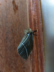 Kentroleuca albilinea