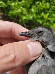 Dumetella carolinensis image