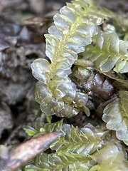 Chiloscyphus pallescens