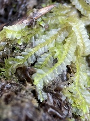 Chiloscyphus pallescens