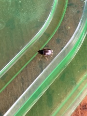 Eucolaspis brunnea