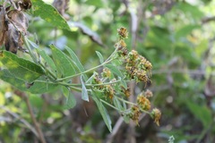 Verbesina sphaerocephala