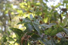 Verbesina sphaerocephala