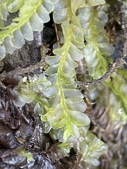 Chiloscyphus pallescens