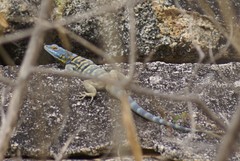 Petrosaurus thalassinus