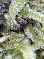 Chiloscyphus pallescens