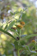 Verbesina sphaerocephala