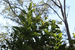 Verbesina sphaerocephala