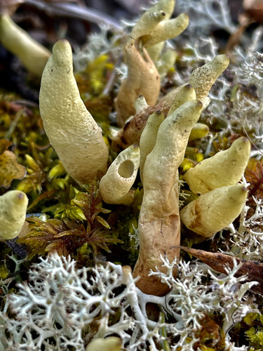 Arctic Butterfingers Lichen