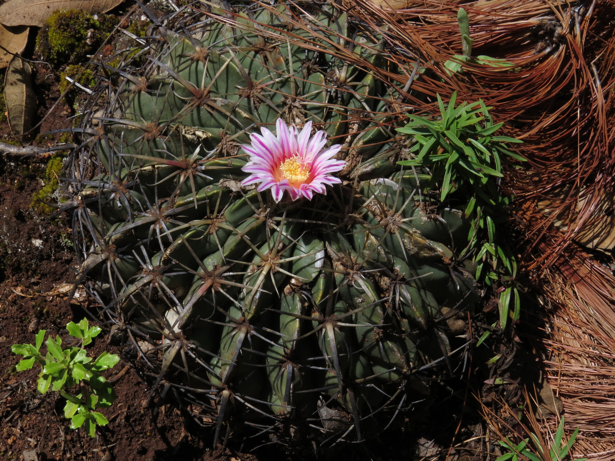 Ferocactus macrodiscus ssp. macrodiscus