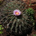 Ferocactus macrodiscus macrodiscus - Photo (c) Leticia Soriano Flores, some rights reserved (CC BY-NC), uploaded by Leticia Soriano Flores
