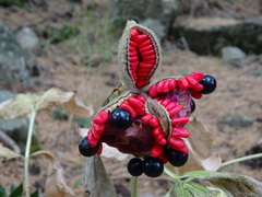 Paeonia mascula