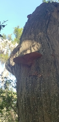Phellinus badius