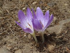 Colchicum bivonae
