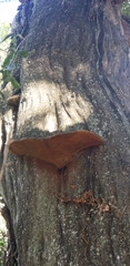 Phellinus badius
