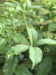 Allamanda cathartica