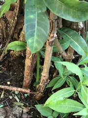 Allamanda cathartica