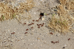 Pogonomyrmex californicus