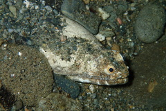 Brachysomophis crocodilinus