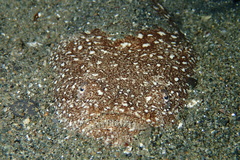 Uranoscopus sulphureus