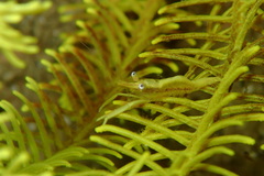 Periclimenes affinis