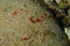 Stenopus hispidus