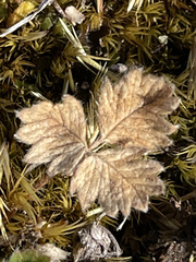 Potentilla arenosa