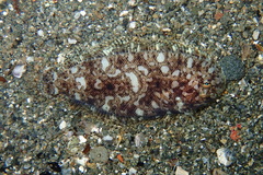 Aseraggodes xenicus