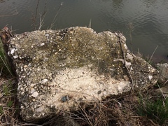 Endocarpon pallidulum