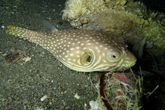 Arothron hispidus