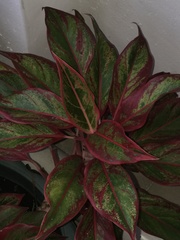 Aglaonema