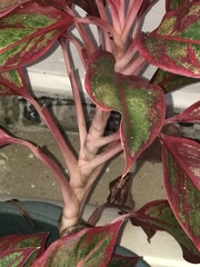 Aglaonema