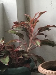 Aglaonema