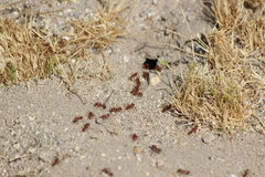 Pogonomyrmex californicus