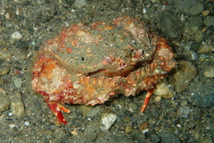 Calappa bicornis