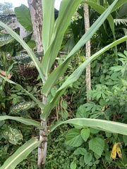 Saccharum