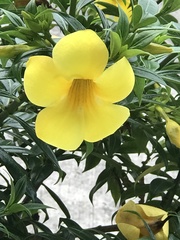 Allamanda cathartica
