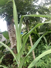 Saccharum