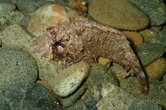 Scorpaenidae
