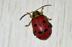 Alagoasa nigromaculata