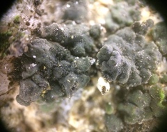 Endocarpon pallidulum