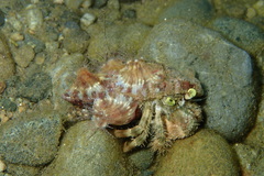 Dardanus deformis
