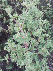 Brickellia veronicifolia