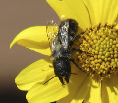 Cephalosmia