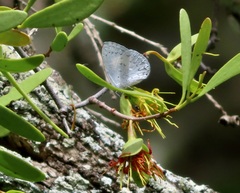 Eirmocides margarita