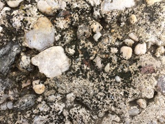 Endocarpon pallidulum