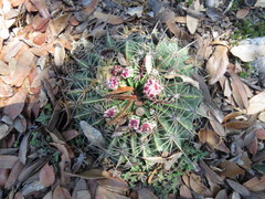 Ferocactus macrodiscus macrodiscus