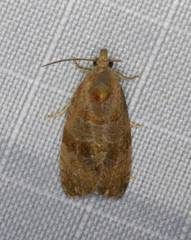 Evora hemidesma