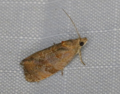 Evora hemidesma