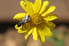 Cephalosmia